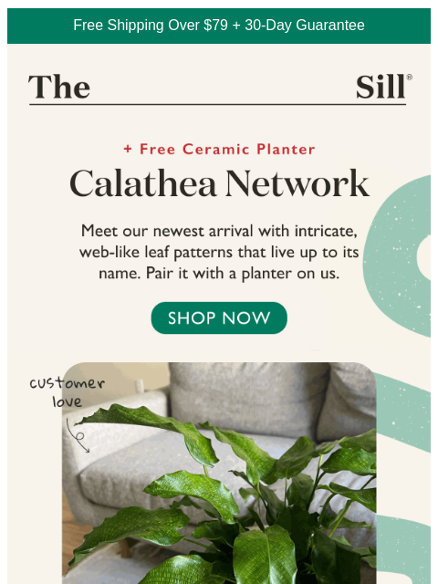 thesill newsletter: New Arrival + A Free Gift!