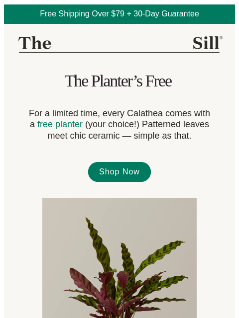 thesill newsletter: Your Calathea comes with a free gift