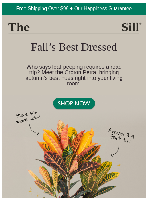 thesill newsletter: Meet the ultimate fall houseplant