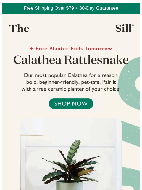 thesill newsletter: Our #1 Calathea + Free Planter