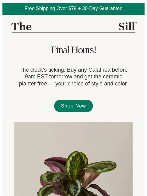 thesill newsletter: Final Hours for Your Free Planter