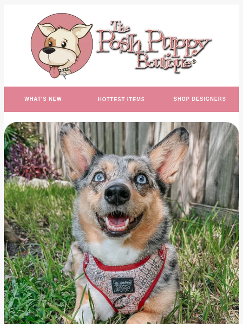 poshpuppyboutique newsletter: 2ND NOTICE 🗣️ STYLES SELLING OUT!