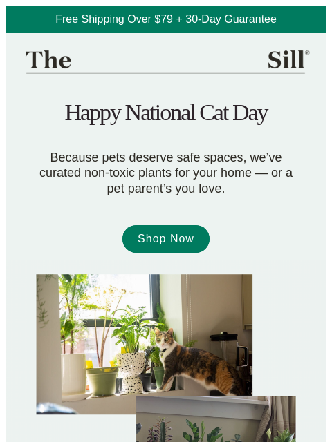 thesill newsletter: Our Top Pet-Friendly Plants