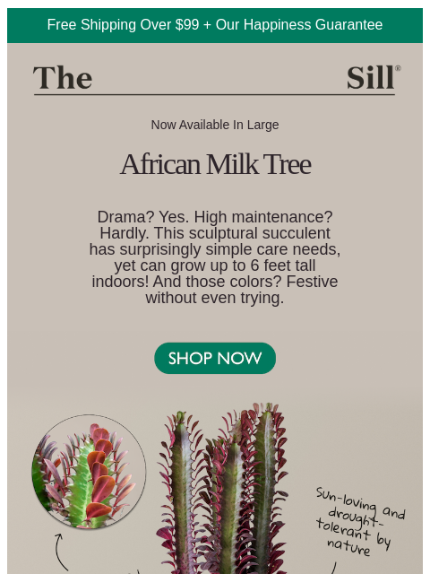 thesill newsletter: BIG NEWS: Now In Large!