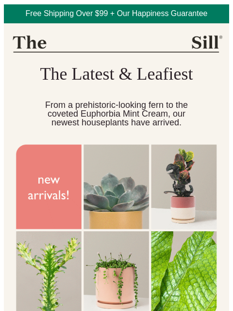 thesill newsletter: New Arrivalsssss