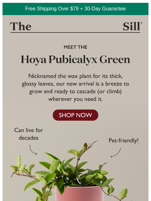 thesill newsletter: Meet The New Favorite