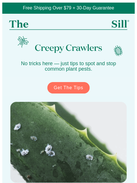 thesill newsletter: Ghosts are one thing... but spider mites? Terrifyi...