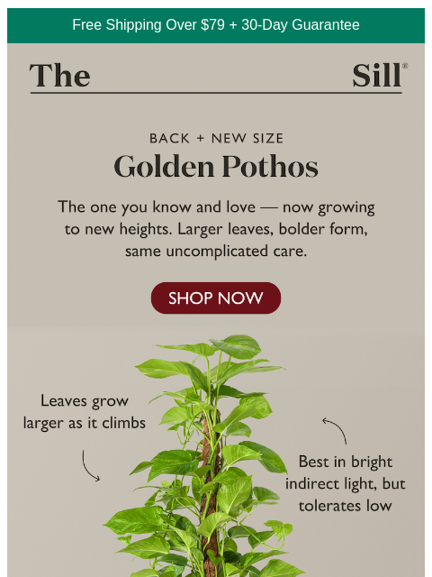 thesill newsletter: A fan favorite, now in Large 📈