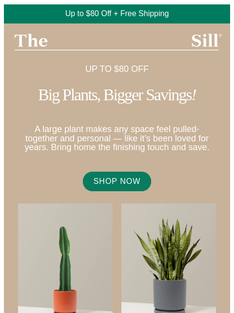 thesill newsletter: Up to $80 off LARGE plants