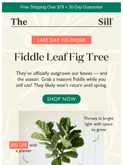 thesill newsletter: 📣 LAST DAY for massive Fiddle Leaf Fig Trees!