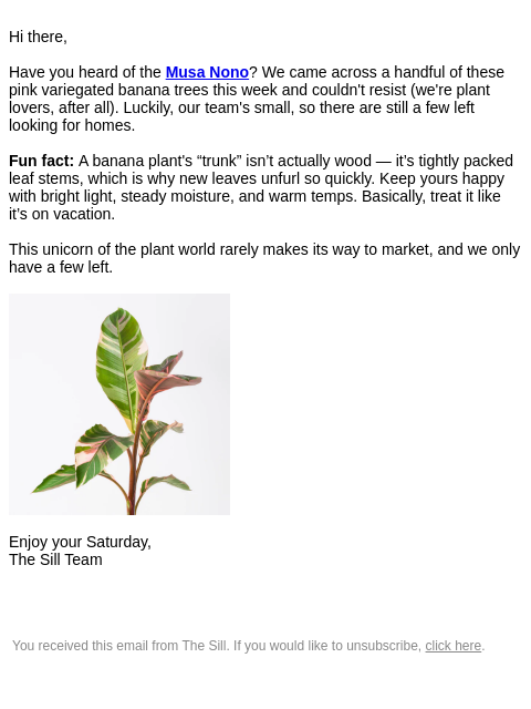 thesill newsletter: VERY limited find