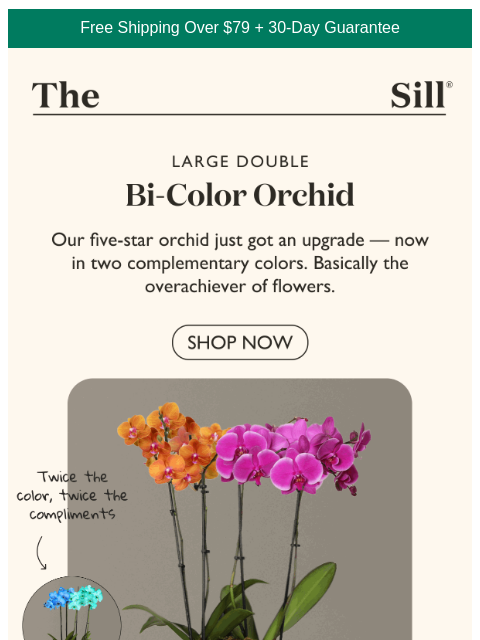 thesill newsletter: Our bestselling orchid just outdid itself.