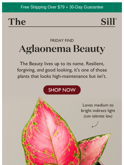 thesill newsletter: Wait until you see these leaves…