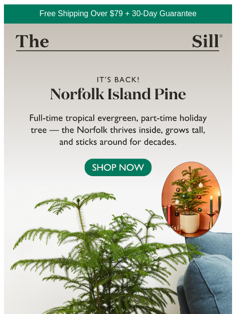 thesill newsletter: Our Fave Holiday Tree Is Back 🌲✨