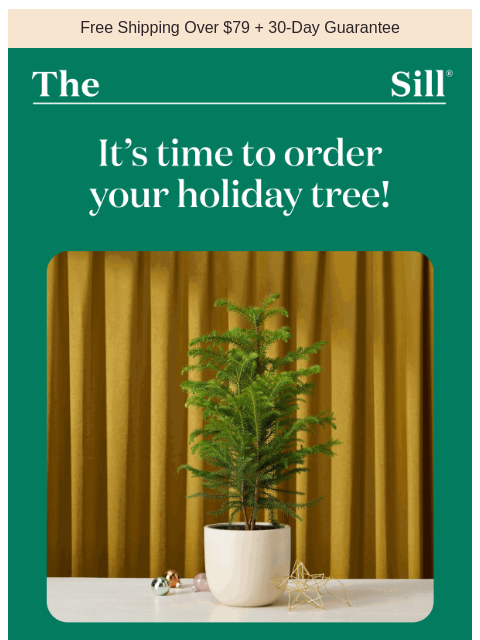 thesill newsletter: Your New Tradition 🌲