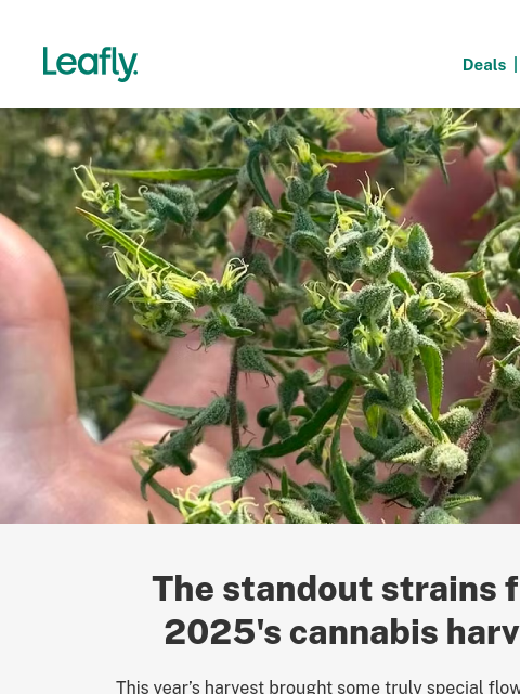 leafly newsletter: Meet the standout strains of 2025’s harvest 🌱