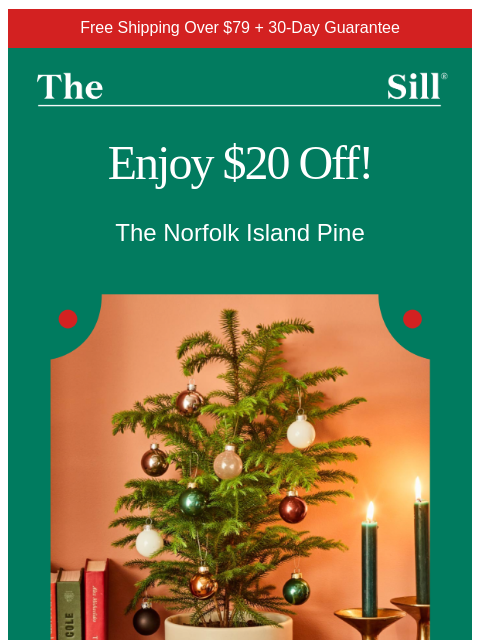 thesill newsletter: Get a Holiday Tree Now (it's $20 off!)
