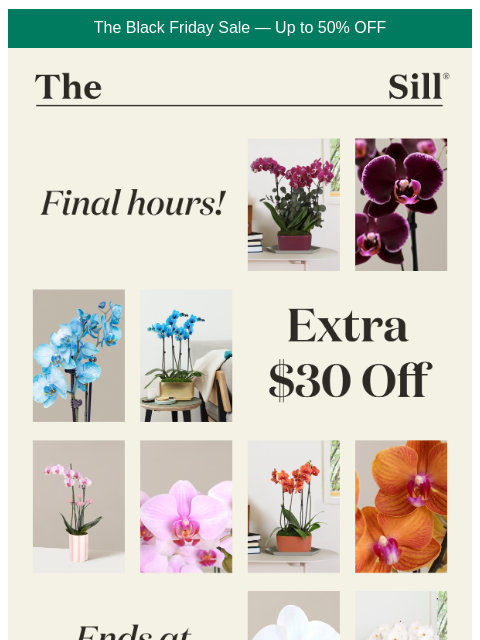 thesill newsletter: Last call – extra $30 off our #1 orchid ⭐