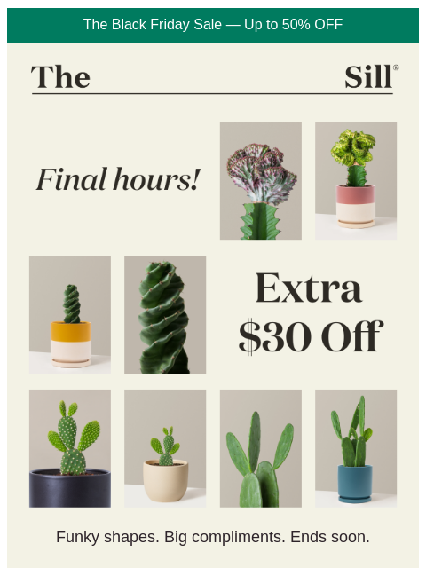 thesill newsletter: Extra $30 off the “what is that?” plants  👀 💬