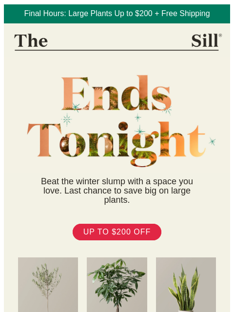 thesill newsletter: Hey, your home is calling ☎️