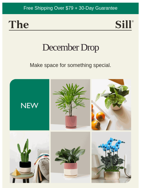 thesill newsletter: NEW ARRIVALS ⚡🪴