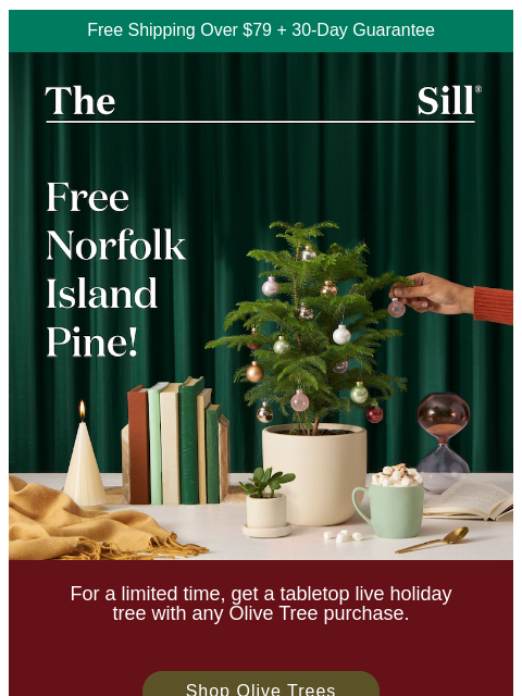 thesill newsletter: 🌲 Free Norfolk Island Pine!