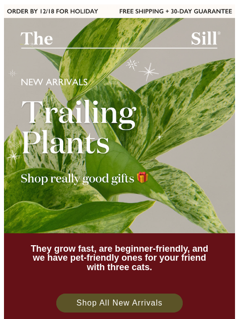thesill newsletter: NEW Trailing Plants