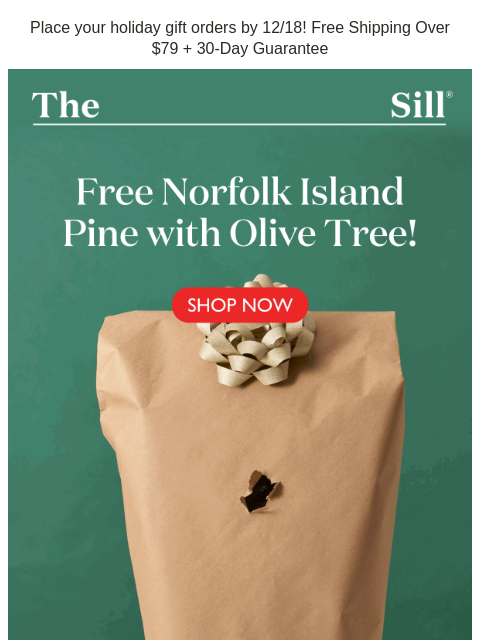 thesill newsletter: 👋 did you get your holiday tree yet?