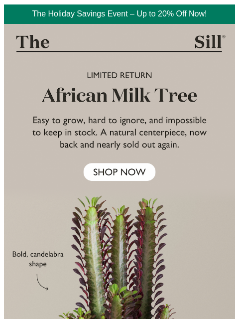 thesill newsletter: Only 22 Available! 🌵