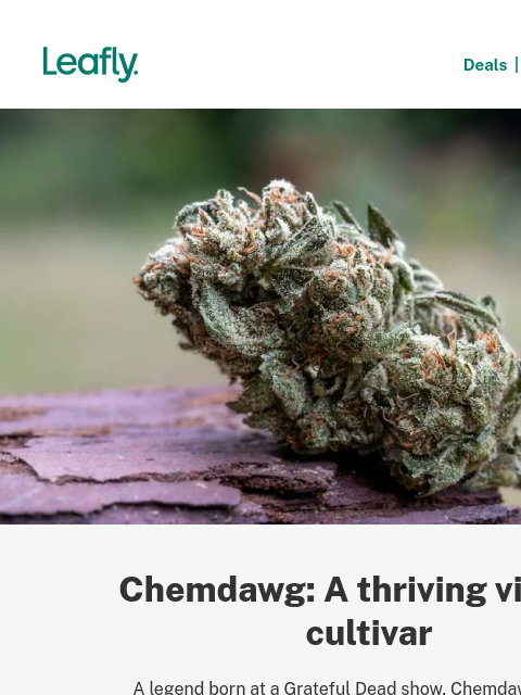 leafly newsletter: Chemdawg, the way it was meant to be