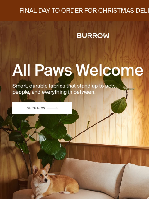 burrow newsletter: Pet-friendly. Human-approved.