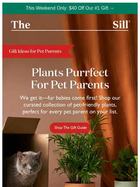 thesill newsletter: Top 9 Pet-Safe Plants to Gift 🐾