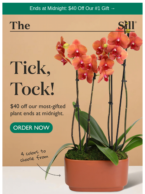 thesill newsletter: 🎁 did you order your orchid yet?