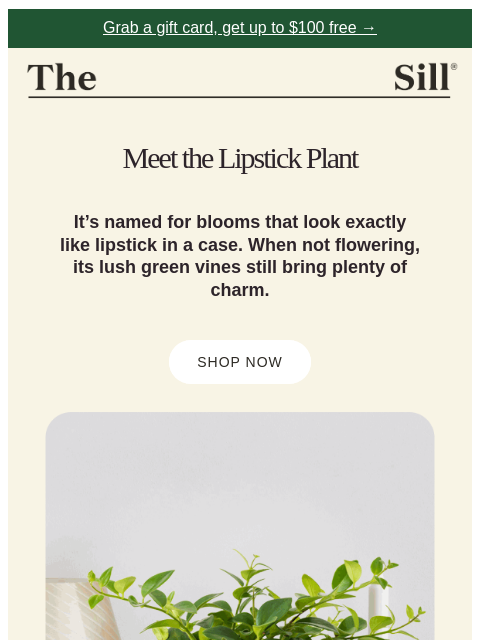 thesill newsletter: Meet Our Brand New Arrival!